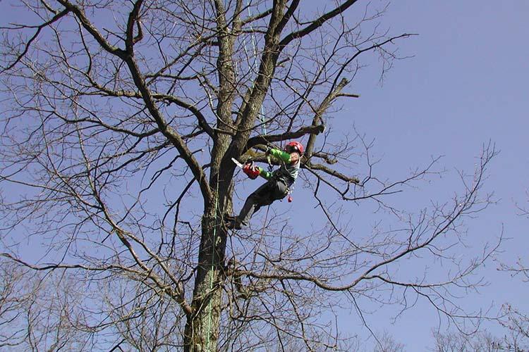 elagage arbre phaure